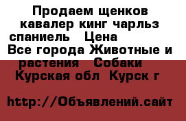 Продаем щенков кавалер кинг чарльз спаниель › Цена ­ 60 000 - Все города Животные и растения » Собаки   . Курская обл.,Курск г.